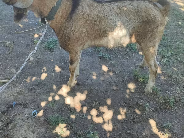 Boucs, Chèvres