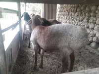 Bélier, Moutons — photo 4
