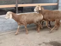 Berbec, Edilbay sheep — foto 3