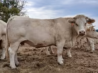 Vacă, Charolais cattle — foto 2