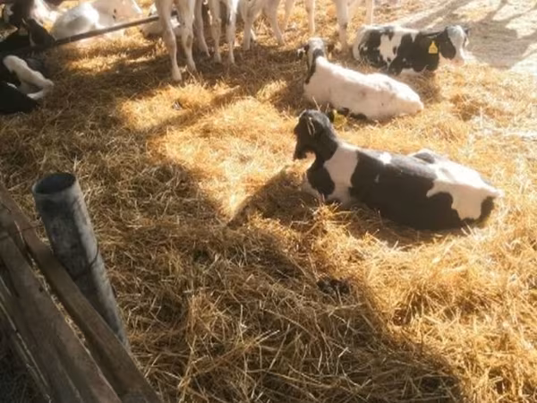 सांड, Swiss cattle