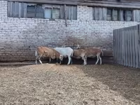 Berbec, Katum sheep — foto 3