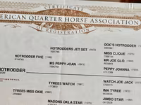 At, Quarter Horse — foto 3