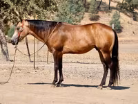 At, Quarter Horse — foto 1