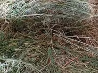 Vind baloti de lucerna70\ 40 lei  ,griu 3.5 lei/kg. fin40 lei — الصورة 4