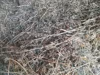 Lucernă buna — Foto 1