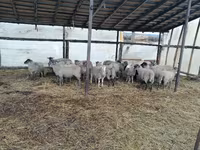 Carneiro, Romanov sheep — foto 2