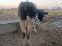 母牛, Holstein breed — 照片 2