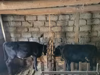Bou, Bovine — foto 1