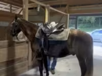 घोड़ा, Rocky Mountain Horse — फ़ोटो 7