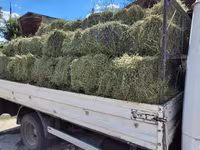 Balot de lucernă — Foto 3