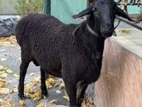 Bélier, Moutons — photo 2