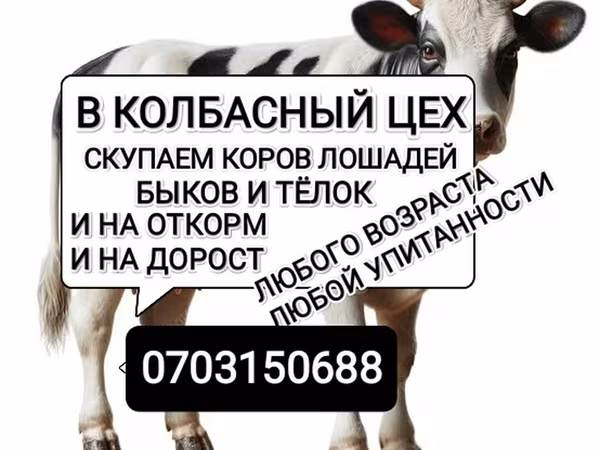 Bou, Bovine