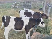 Bou, Bovine — foto 2