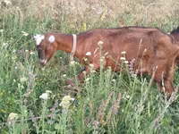 عنزة, LaMancha goats — الصورة 4