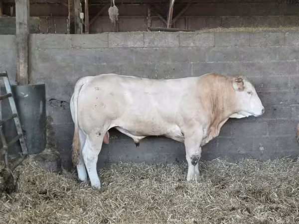 Bou, Bovine
