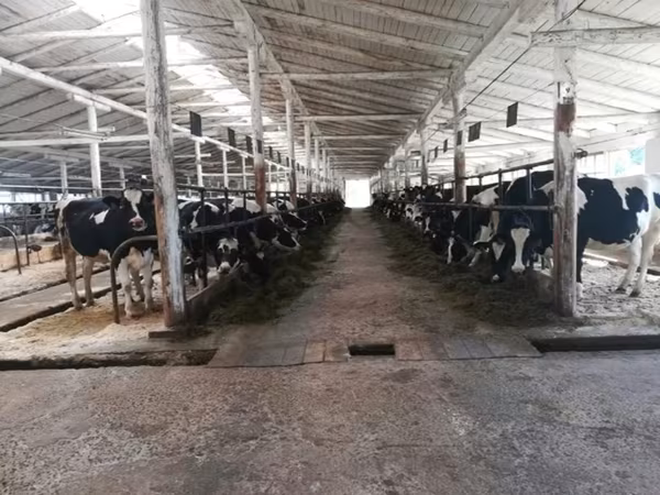 Vacă, Rasa Holstein
