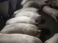मादा सूअर, Крупная белая — फ़ोटो 4