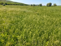 Fîn de pe malul Prutului — Foto 2