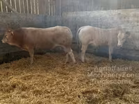 Bou, Blonde d’Aquitane cattle — foto 3