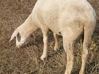 Oaie, Merino sheep — foto 1