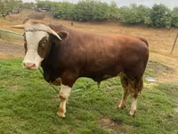 Bulle, Simmental cattle — Foto 5