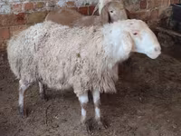 Schaf, West-Siberian mutton sheep — Foto 1