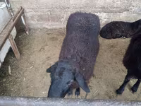 Ram, Sheep — photo 7
