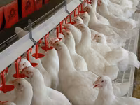 Premixuri pentru păsări şi animale / Премиксы для птиц и животных — 3-rasm