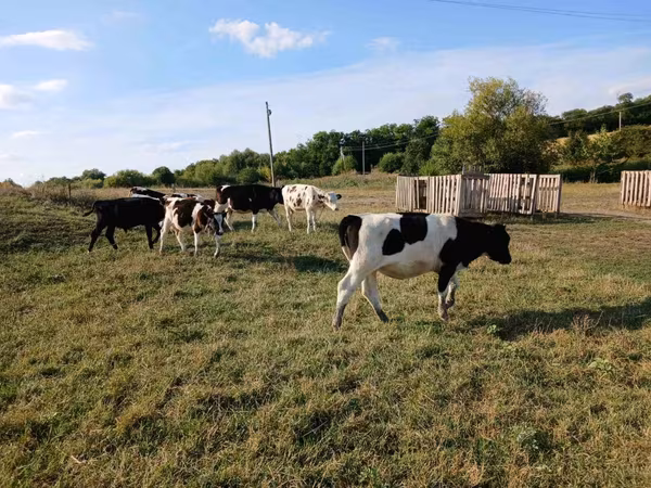 母牛, Cattle — 摩尔多瓦