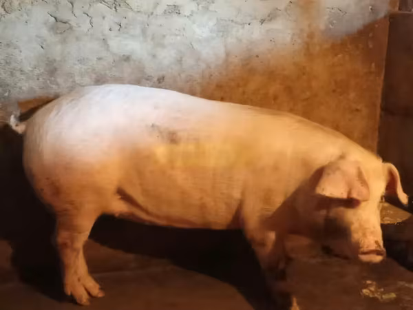 मादा सूअर, Ландрас