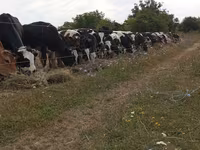 Bull, Cattle — photo 1
