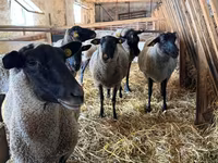 भेड़, Baerchuke sheep — फ़ोटो 1