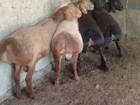 Bélier, Arashan sheep — photo 3
