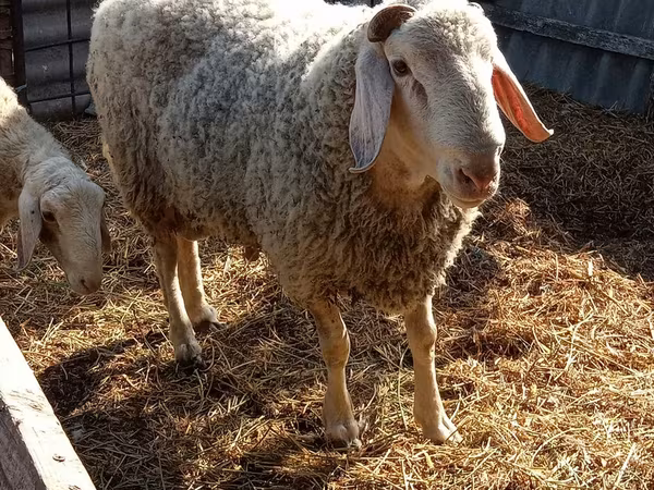 Berbec, Assaf sheep