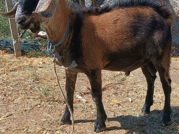 बकरा, Alpine goat — मॉल्डोवा