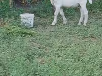 Keçi, Saanen goat — foto 5