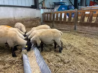 Oaie, White Suffolk sheep — foto 2