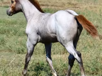 Jument, Quarter Horse — photo 4