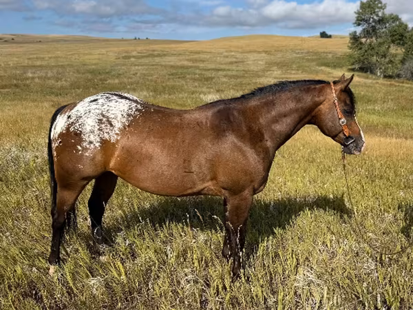 حصان, Horses of Sable Island