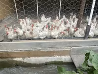 Leghorn — 8-rasm