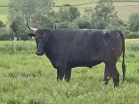 Vacă, Wagyu — foto 5