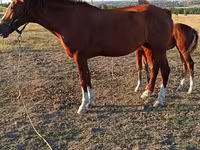 母马, Horses — 照片 5