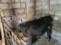 Bou, Bovine — foto 2