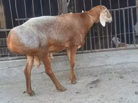 Berbec, Saryarka sheep — foto 3