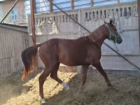 Cal, Arabian horse — foto 2