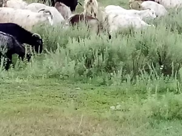 Goat, Goats