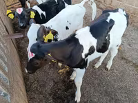 Bou, Rasa Holstein — foto 2