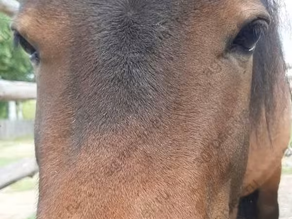 Mare, American shetland pony