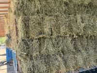 Lucernă — Foto 1
